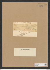 Diatomeae indet. Zeichnungen Sammlung Grunow Nr. 7742 (NHMW-BOT-W0376963)